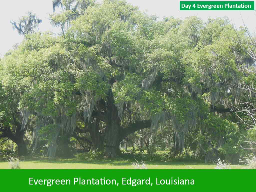 Evergreen Plantation Photos on Day 4